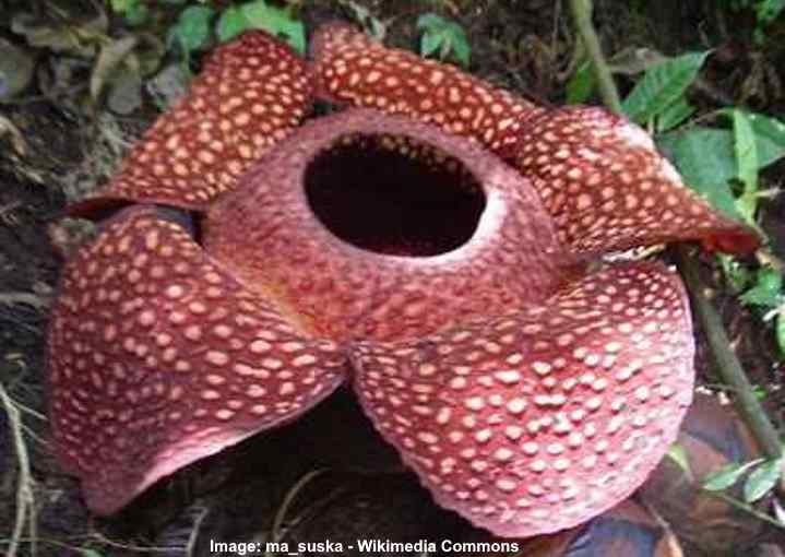 Rare Flowers That Are Absolutely Beautiful (With Pictures)