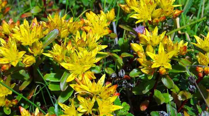 Arizona Plants That Don T Need Water