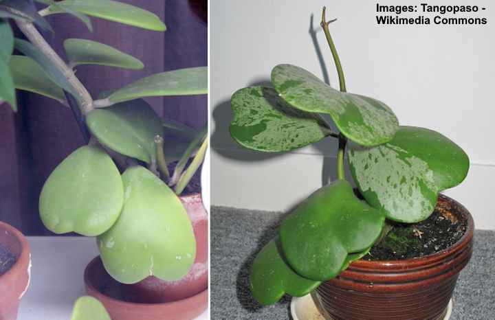 Hoya Kerrii (Sweetheart Plant / Valentine Hoya) Care Guide