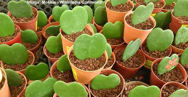 Hoya Kerrii (Sweetheart Plant / Valentine Hoya) Care Guide