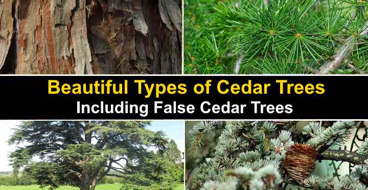 Michigan Cedar Tree Identification inspire ideas 2022