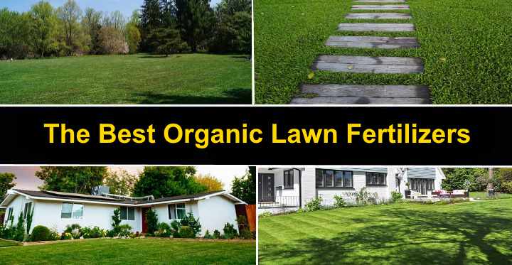 The Best Organic Lawn Fertilizers (With Organic Lawn Care Guide)