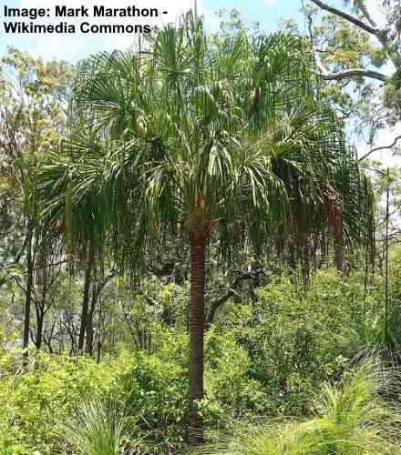 39 Types of Palm Trees in Florida (With Pictures) - Identification Guide