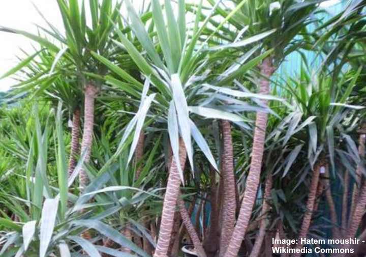 Yucca Elephantipes (Spineless Yucca / Stick Yucca) Care