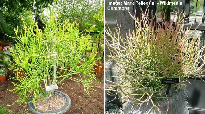 Pencil Cactus (Firestick Plant) Succulent Care and