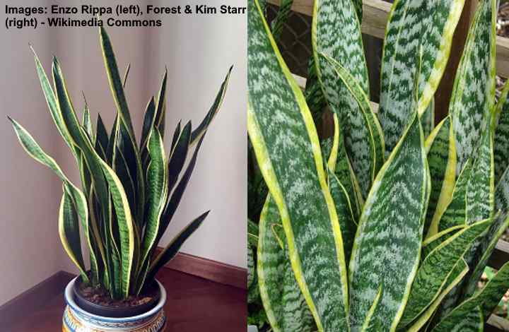 MotherinLaw’s Tongue (Snake Plant) Care and Growing Guide