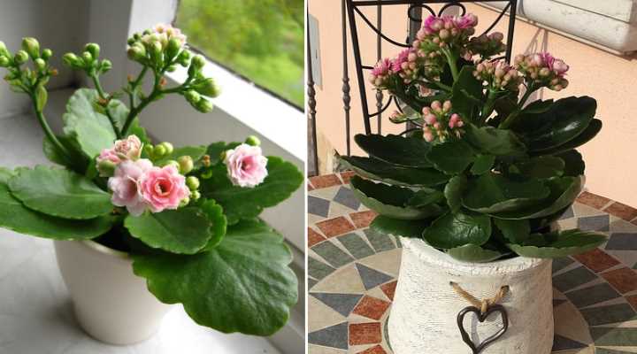 Calandiva Plant Caring for Kalanchoe Blossfeldiana