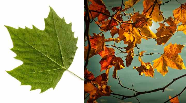 Sycamore Tree Leaf Vs Maple