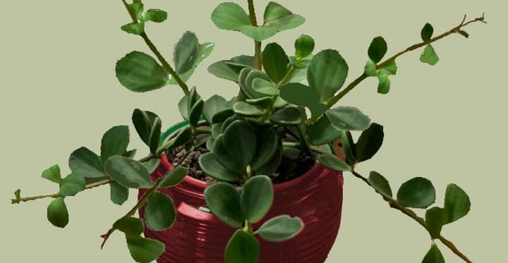 Peperomia Hope Plant Care and Growing Guide Leafy Place