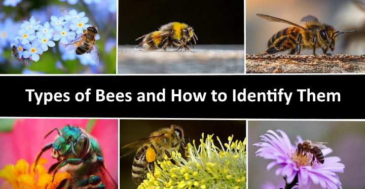 38 Types of Bees (with Pictures): A Visual Identification Guide