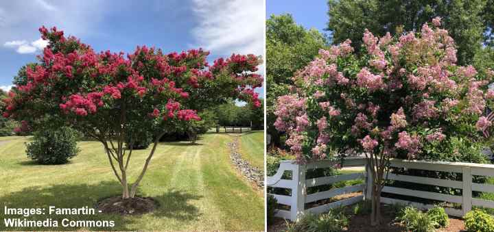 Crape Myrtles: Trees, Dwarf Plants, And Shrubs (With Pictures)