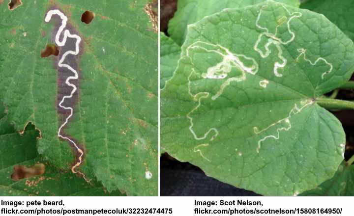 How to Get Rid of Leaf Miners (With Pictures)