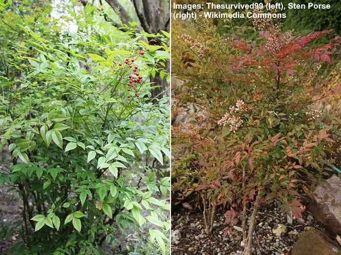 Nandina (Heavenly Bamboo) Shrub Care and Plant Growing Guide