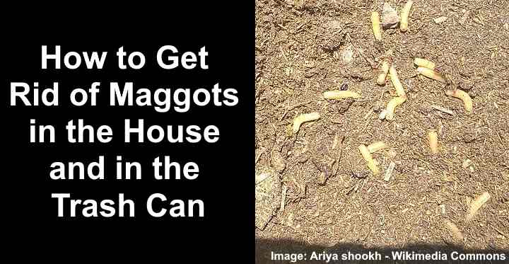 How to Kill Maggots: 7 Ways To Get Rid of Maggots in the House and in