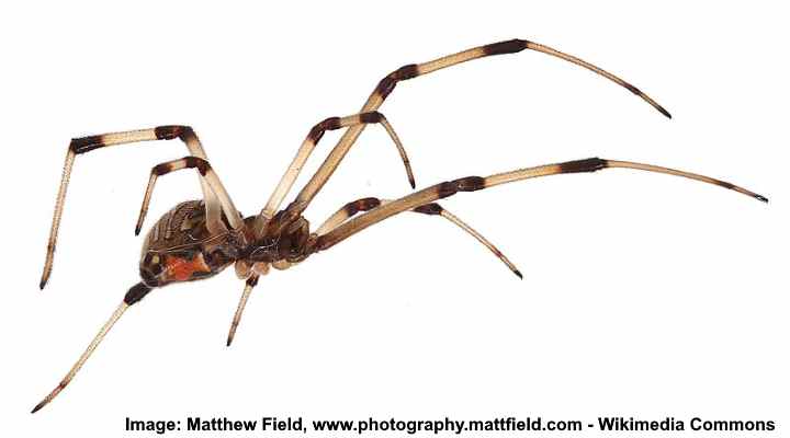 Types of Florida Spiders (with Pictures) - Identification Guide