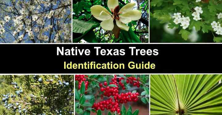 Texas Native Trees Identification
