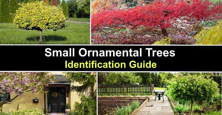 30 Small Ornamental Trees (With Pictures) - Identification Guide