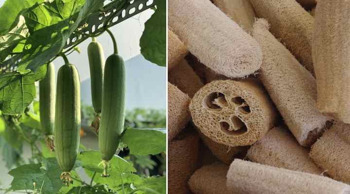 Types of Gourds With Pictures and Identification Chart