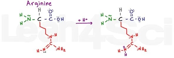 Understanding Amino Acid Side Chain Characteristics for the MCAT