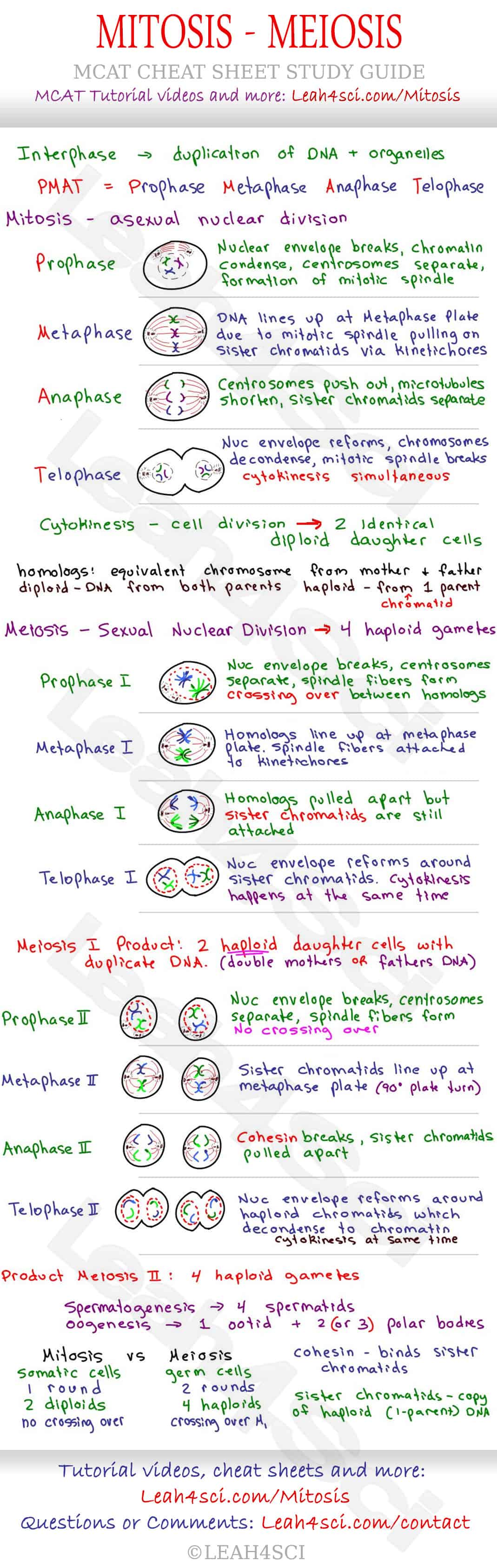 Mitosis and Meiosis MCAT Cheat Sheet Study Guide