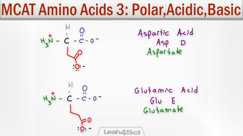 Amino Acids 3 Polar Acidic and Basic Side Chains