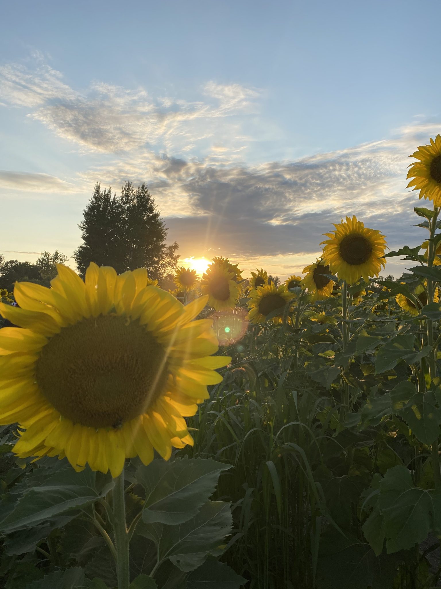 Fish Sunflowers Spreading Joy in the North Metro • leah b lively