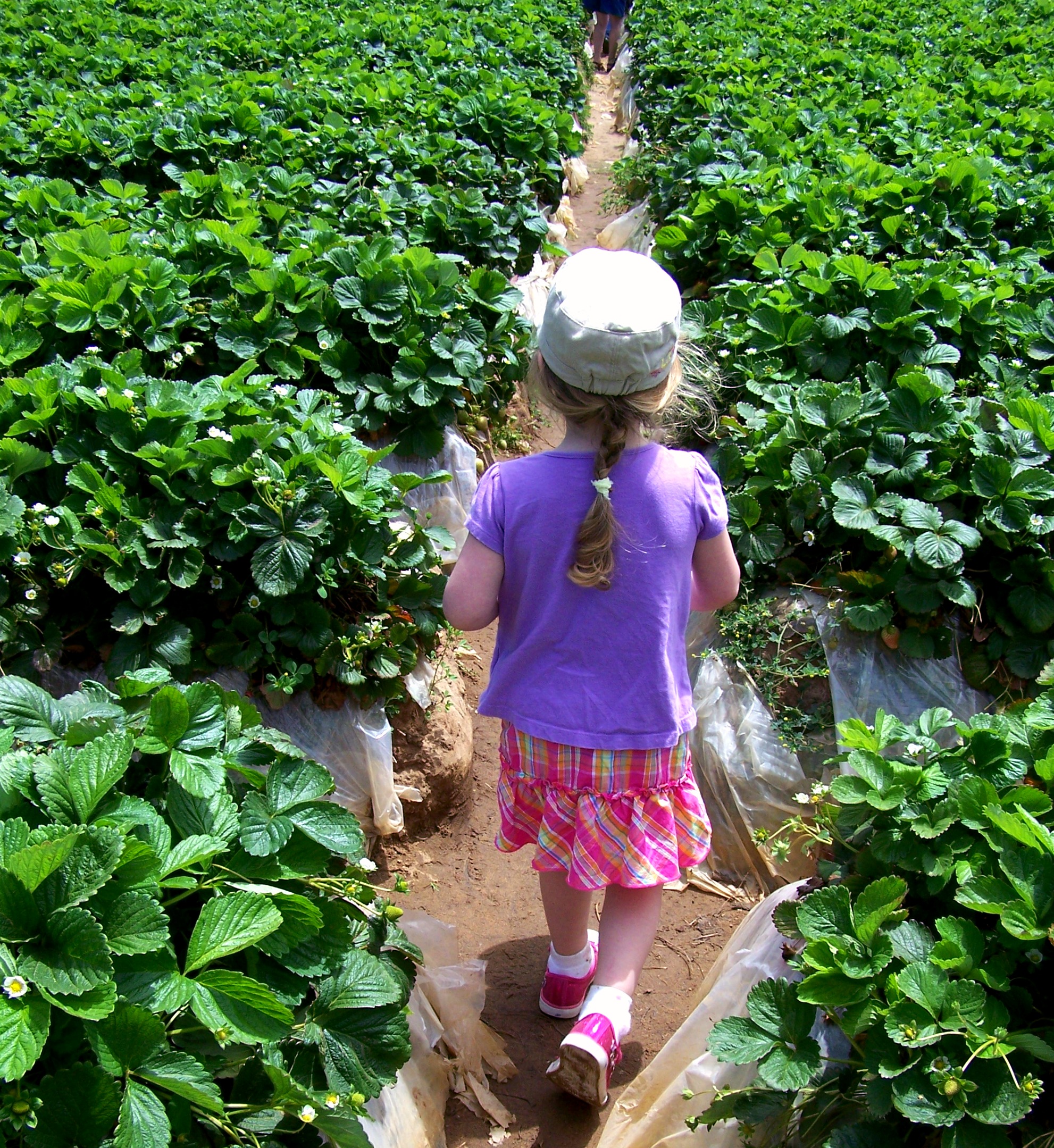 Strawberry Fields Forever Leah's Thoughts