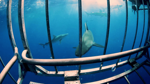 Onlyfans leaked shangerdanger - LeakedOnlyF