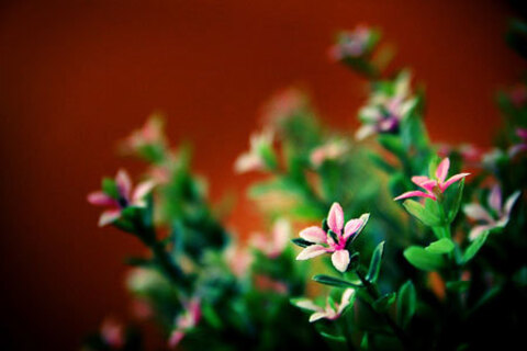 LeakedOnlyF accounts page 1 - LeakedOnlyF