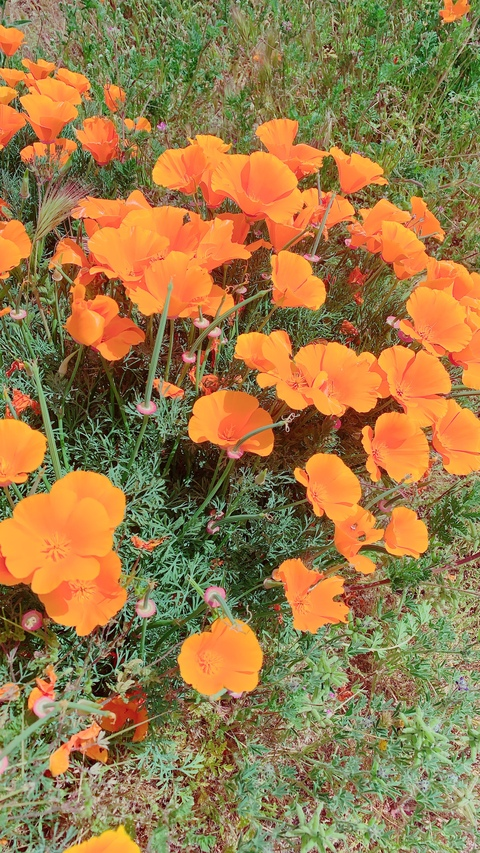 tanita-fed (Tanita) OnlyFans Leaked Content - LeakedPerformer