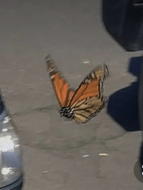 View ella_joyx (Ella) OnlyFans 49 Photos and 32 Videos gallery