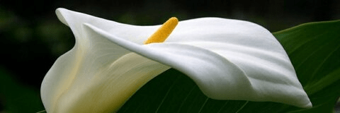 kkvsh OnlyFans Leaked - leakedtop.com