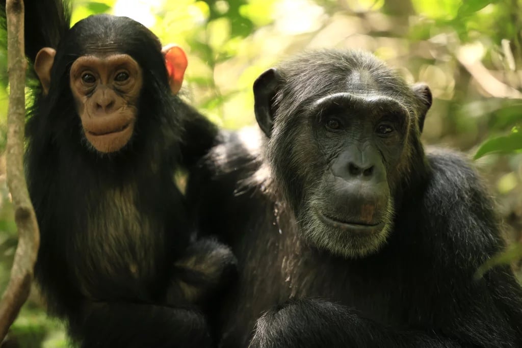 New Nextflix docuseries follows the Ngogo chimpanzees The Leakey