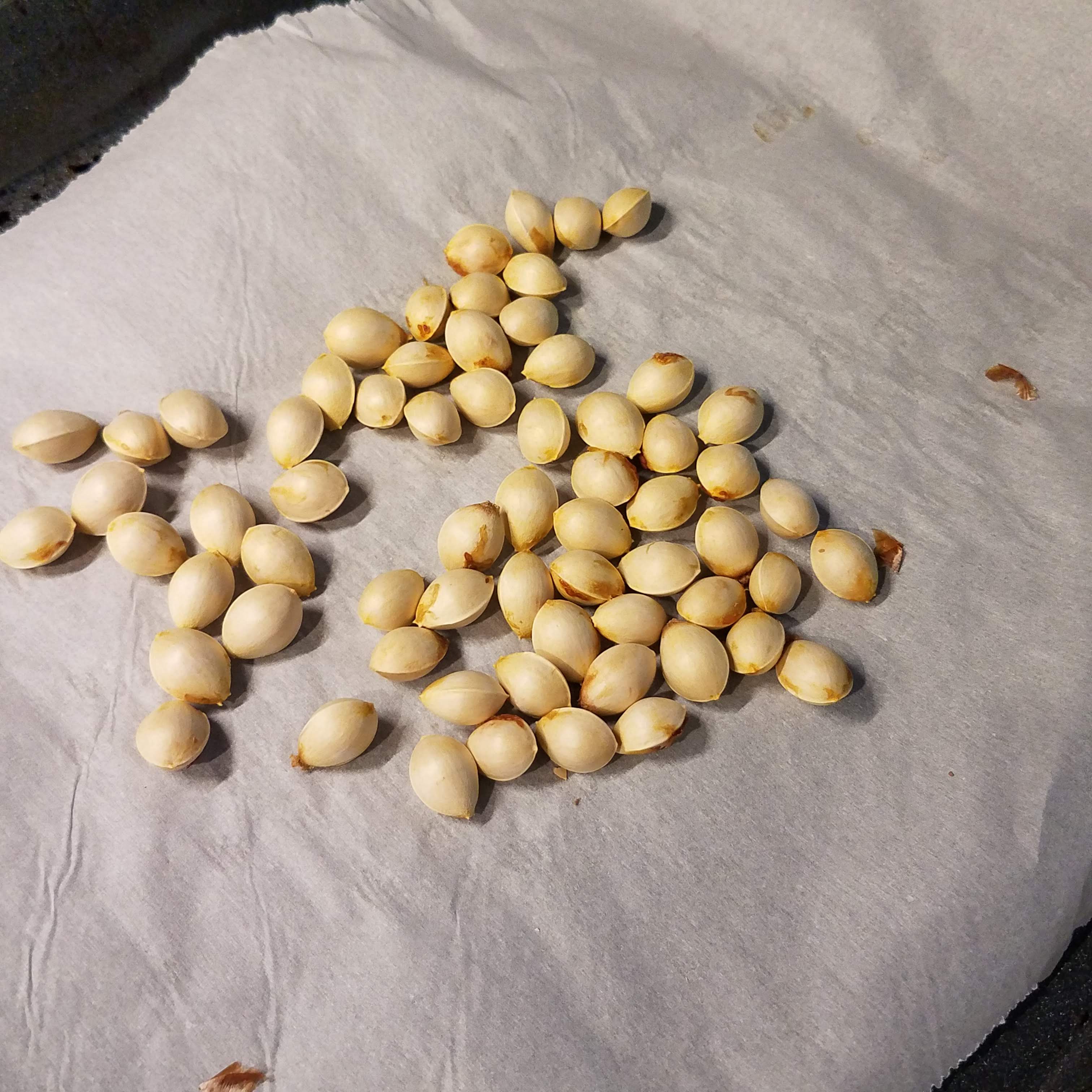 Nuts about Ginkgo, Week Ending 11/10/2019 In Search of the Lean Six Life