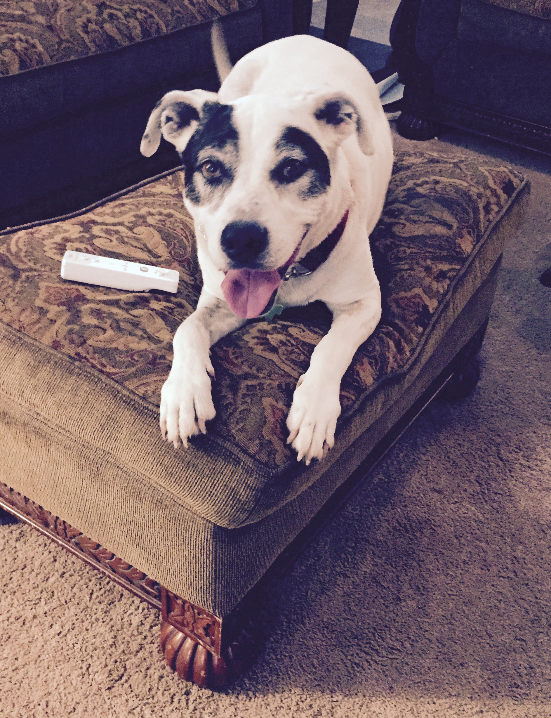 Is Leander Pet Care a Dog Boarding Facility? Professional Pet Sitting