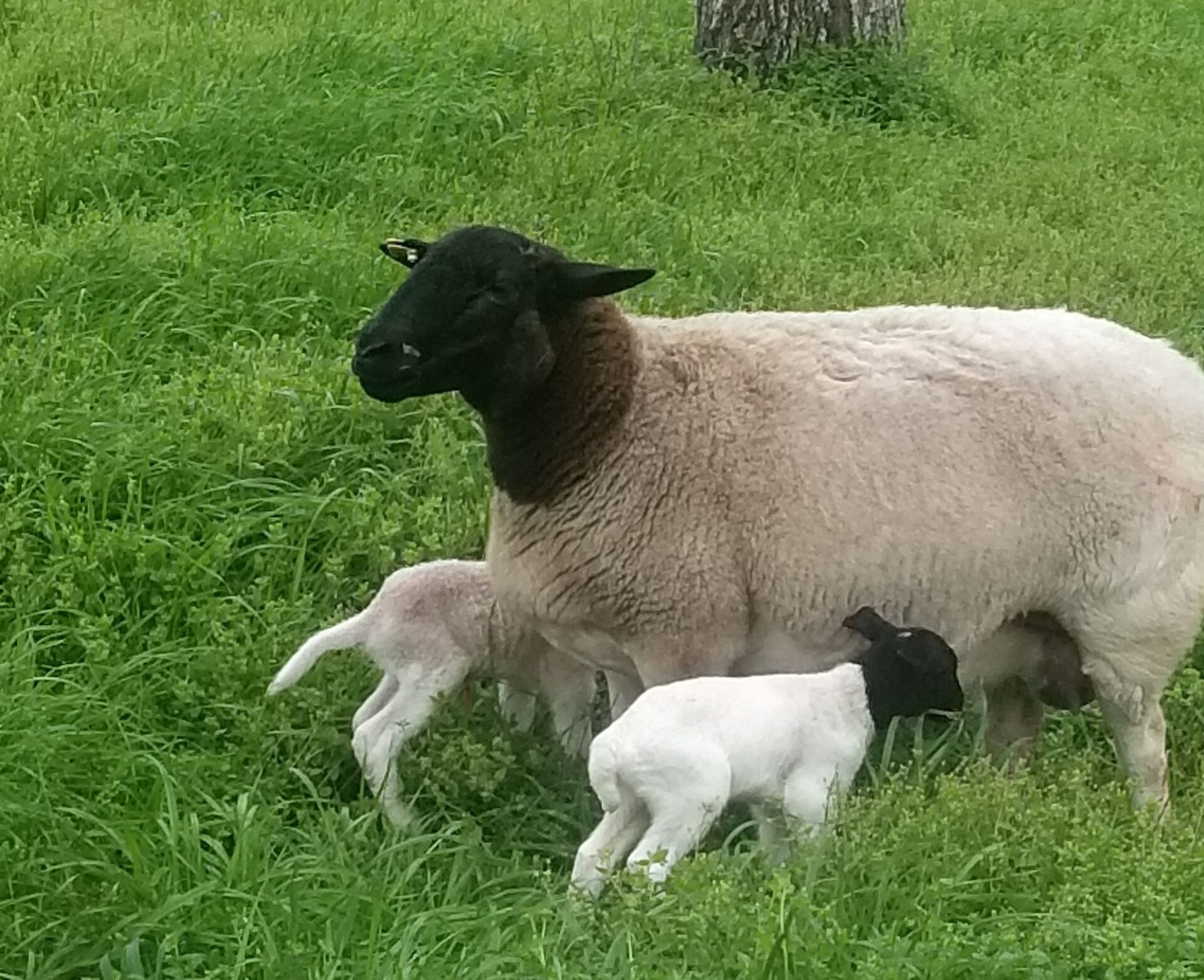 Cattle and Sheep for Sale Texas