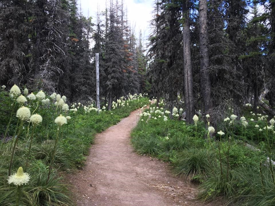 Trails of Trials Lean Into Jesus