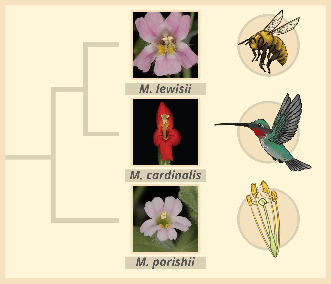 Why Flowering Plants Are So Diverse