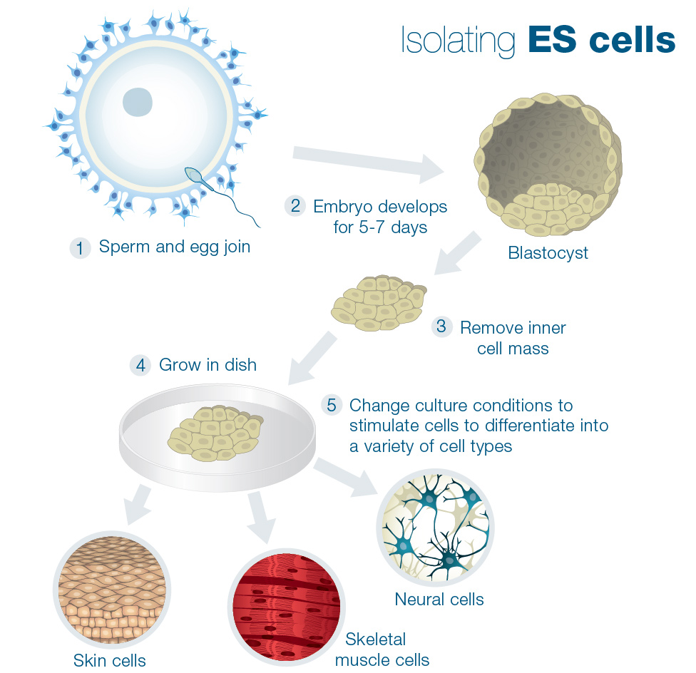 Stem Cell Quick Reference
