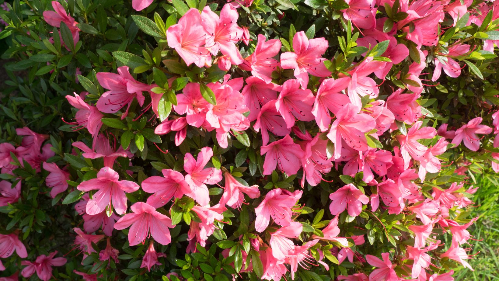 Comprehensive Guide to Azaleas Growing, Identifying, Varieties, and Uses Colin Can Help Library