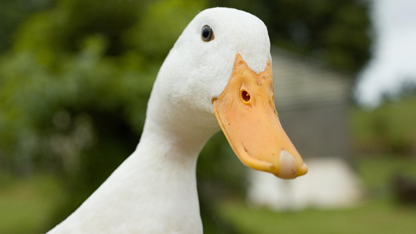 Duck, Duck, Grow Using Duck Poop In Your Garden Colin Can Help Library