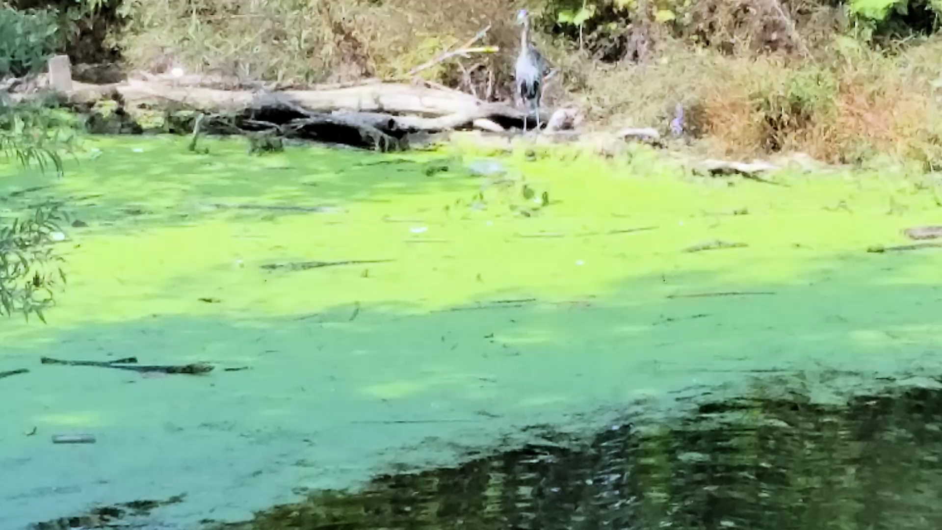 Crane Pond Corel Discovery Center