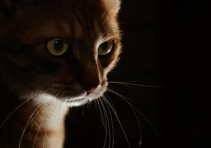 What is High Key and Low Key Photography? Corel Discovery Center