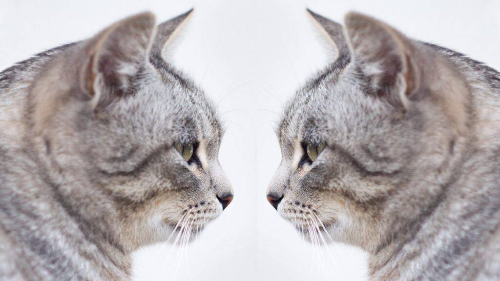 How to flip, mirror and rotate photos Corel Discovery Center