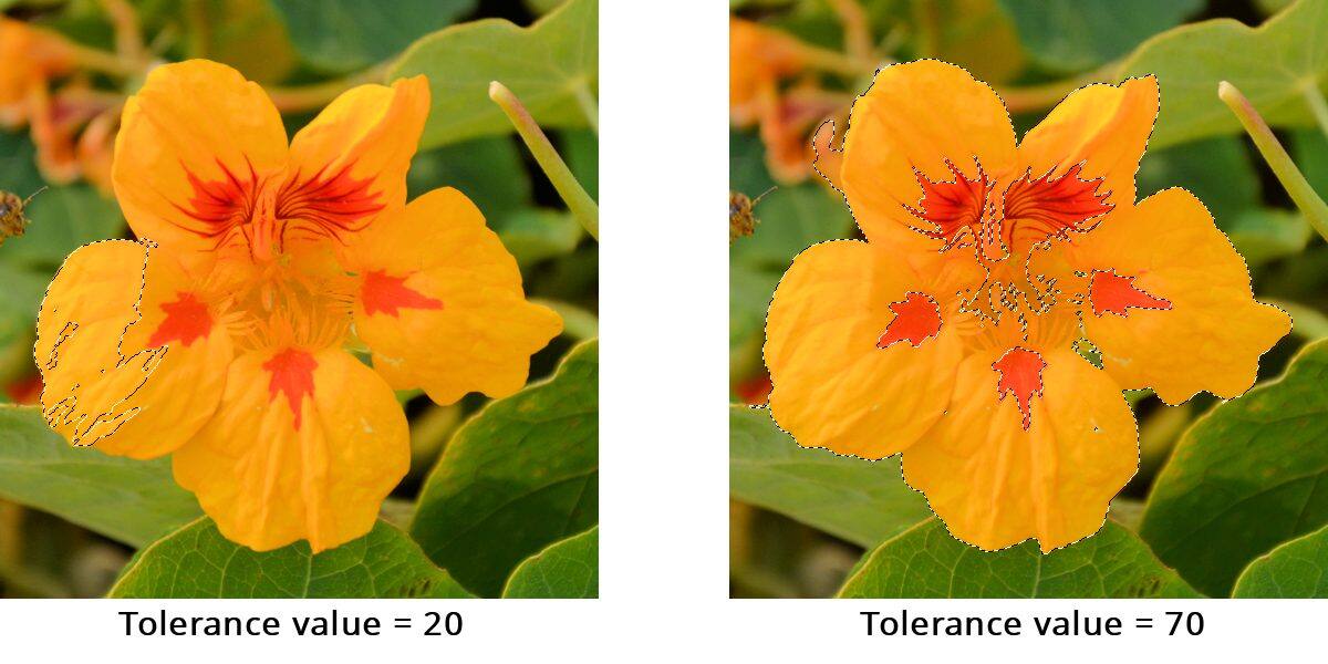 How to Use the Magic Wand Selection Tool Corel Discovery Center