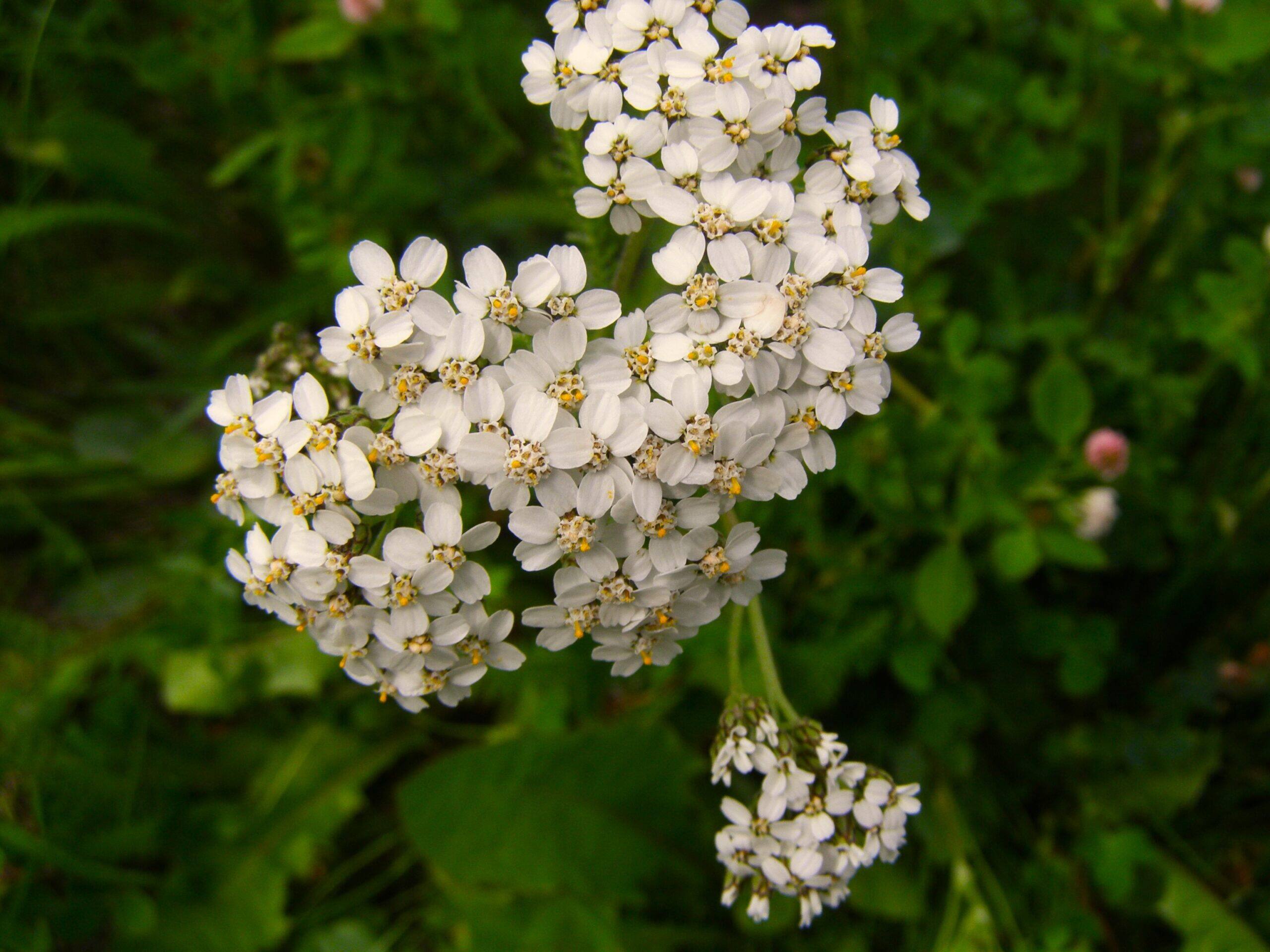 White Yukon Flower Corel Discovery Center