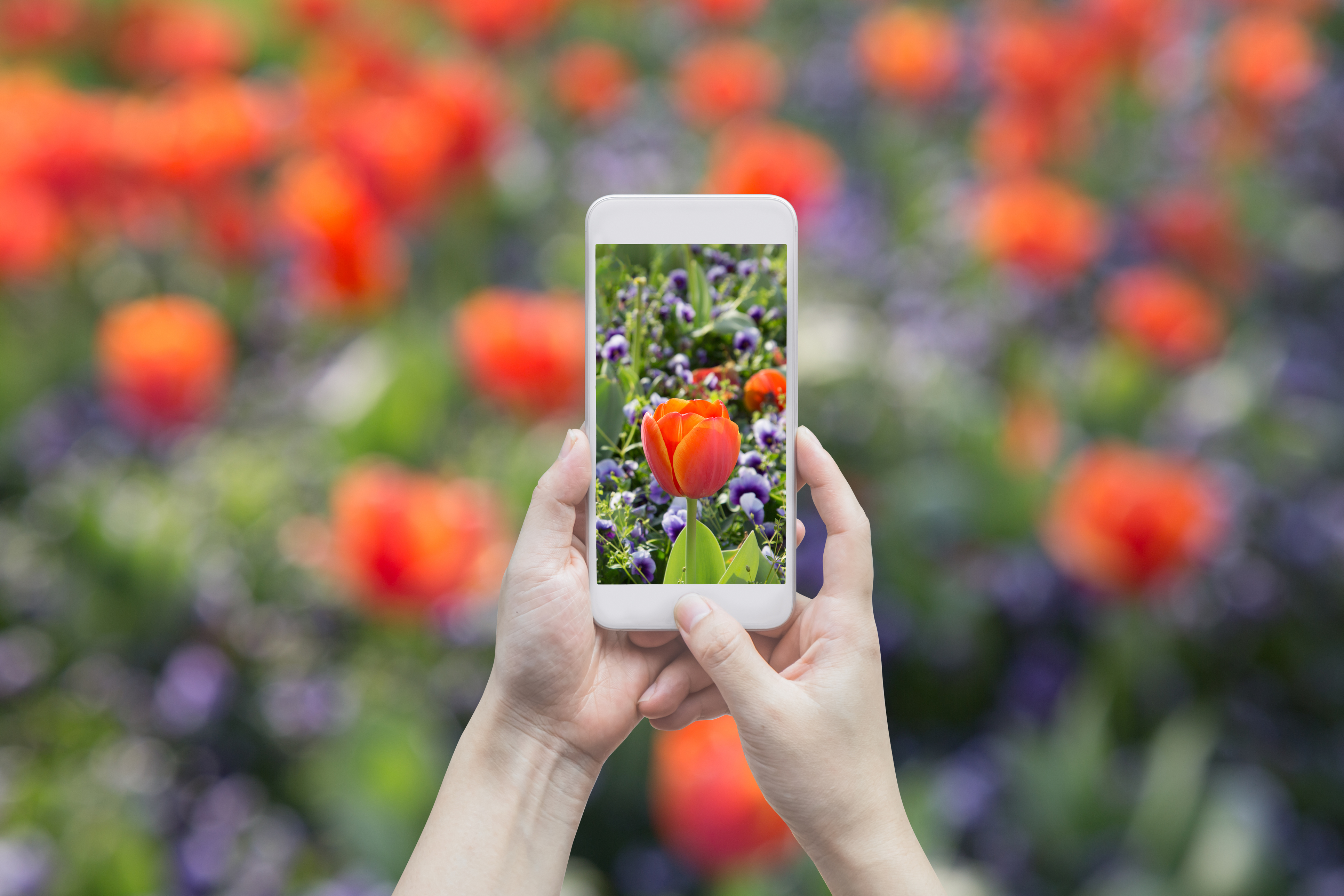 How to Use Portrait Mode on iPhone and Android