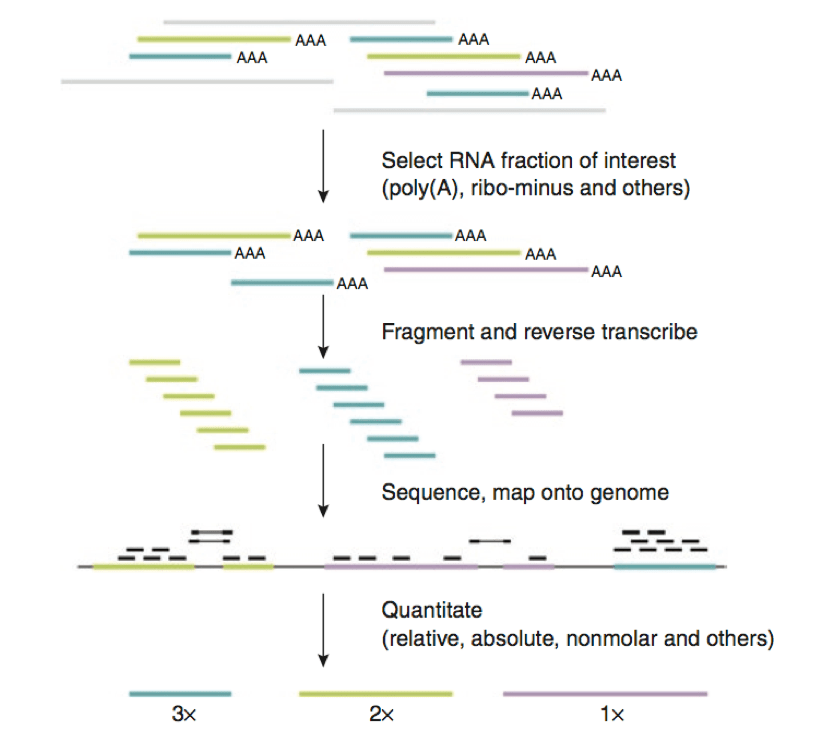 RNAseq Analysis NGS Analysis