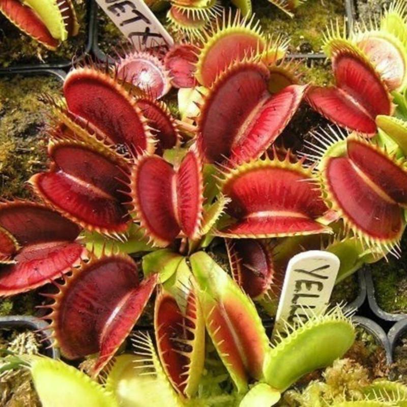 Insectivorous Plants And What You Need To Know About Them! Podium School