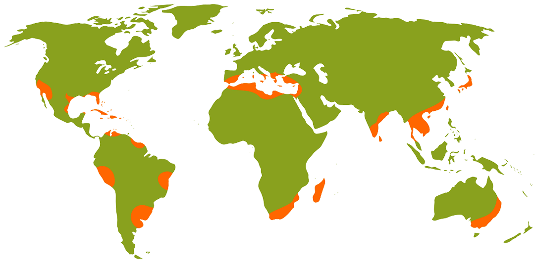 World Citrus Production Areas Weather and Citrus